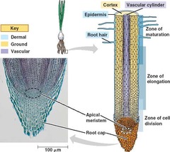 <p>-Protoderm: gives rise to epidermis -Outer most meristem</p><p>-Ground Meristem: gives rise to cortex and pith -Bulk of plant tissue -in between protoderm and procambium</p><p>-Procambium: gives rise to primary xylem and primary phloem -inner most meristem</p>