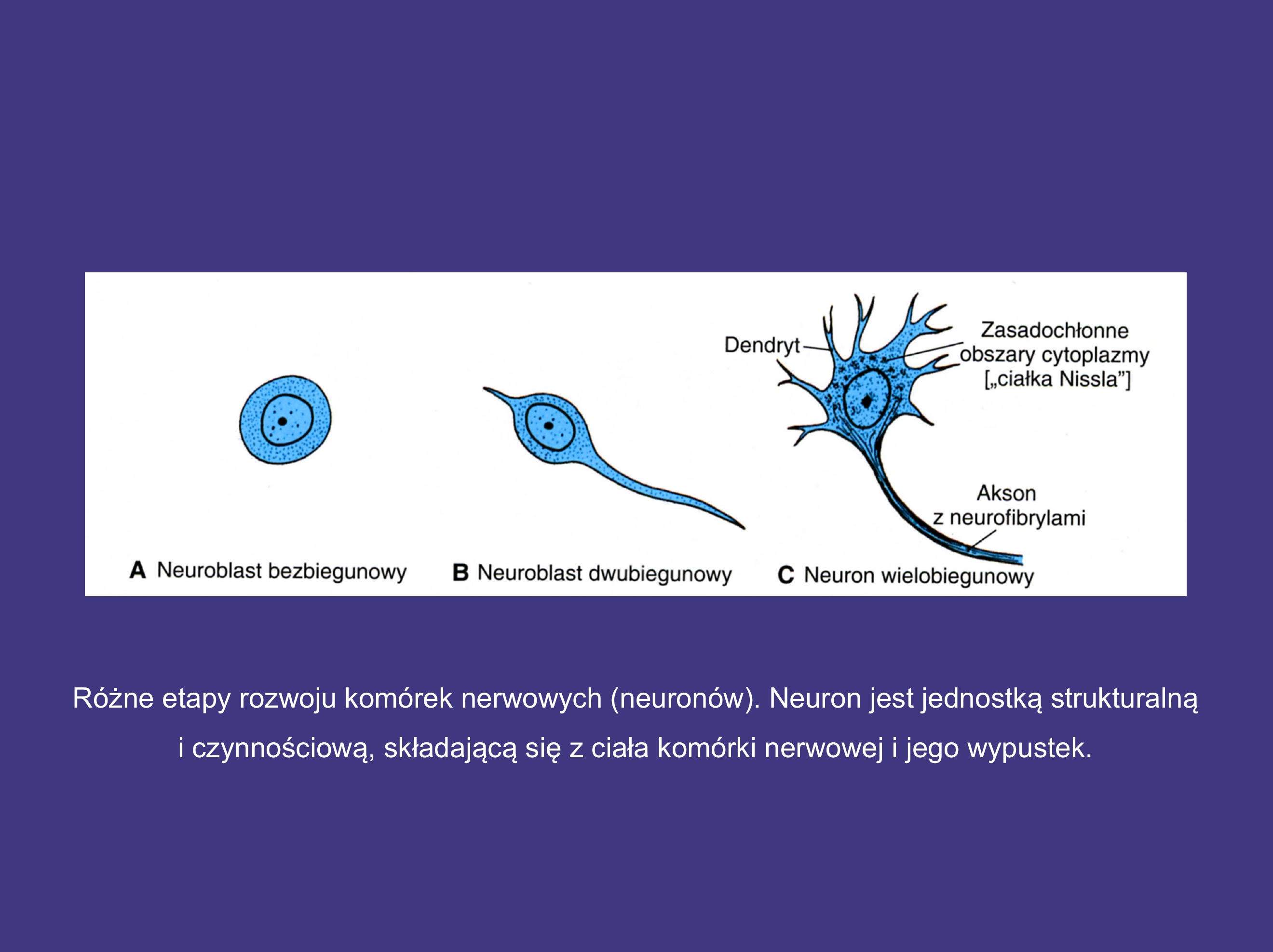 <p>nabłonkach zmysłowych (np. ucho wewnętrzne, siatkówka)</p>