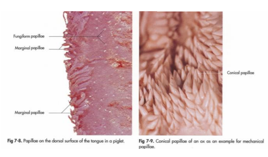 <p><strong>papillae conicae </strong>- larger than filiformes, present in ru, on torus linguae especially. </p>