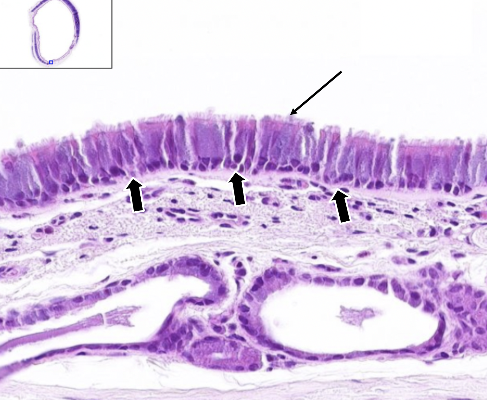 knowt flashcard image