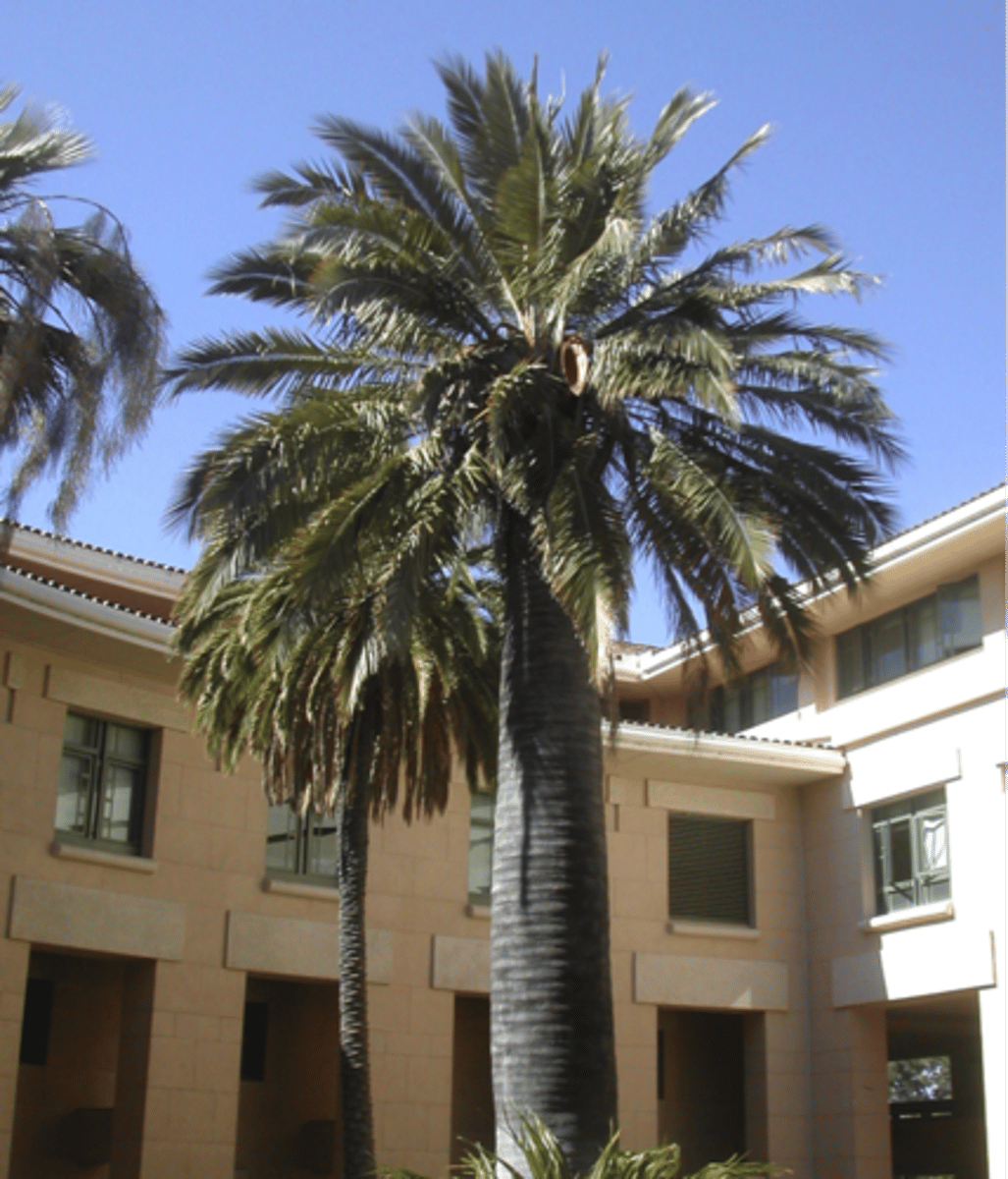 <p>Chilean Wine Palm</p>