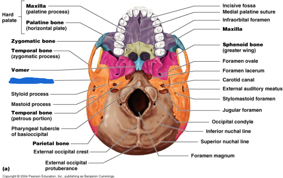 <p>mandibular fossa (inferior view)</p>