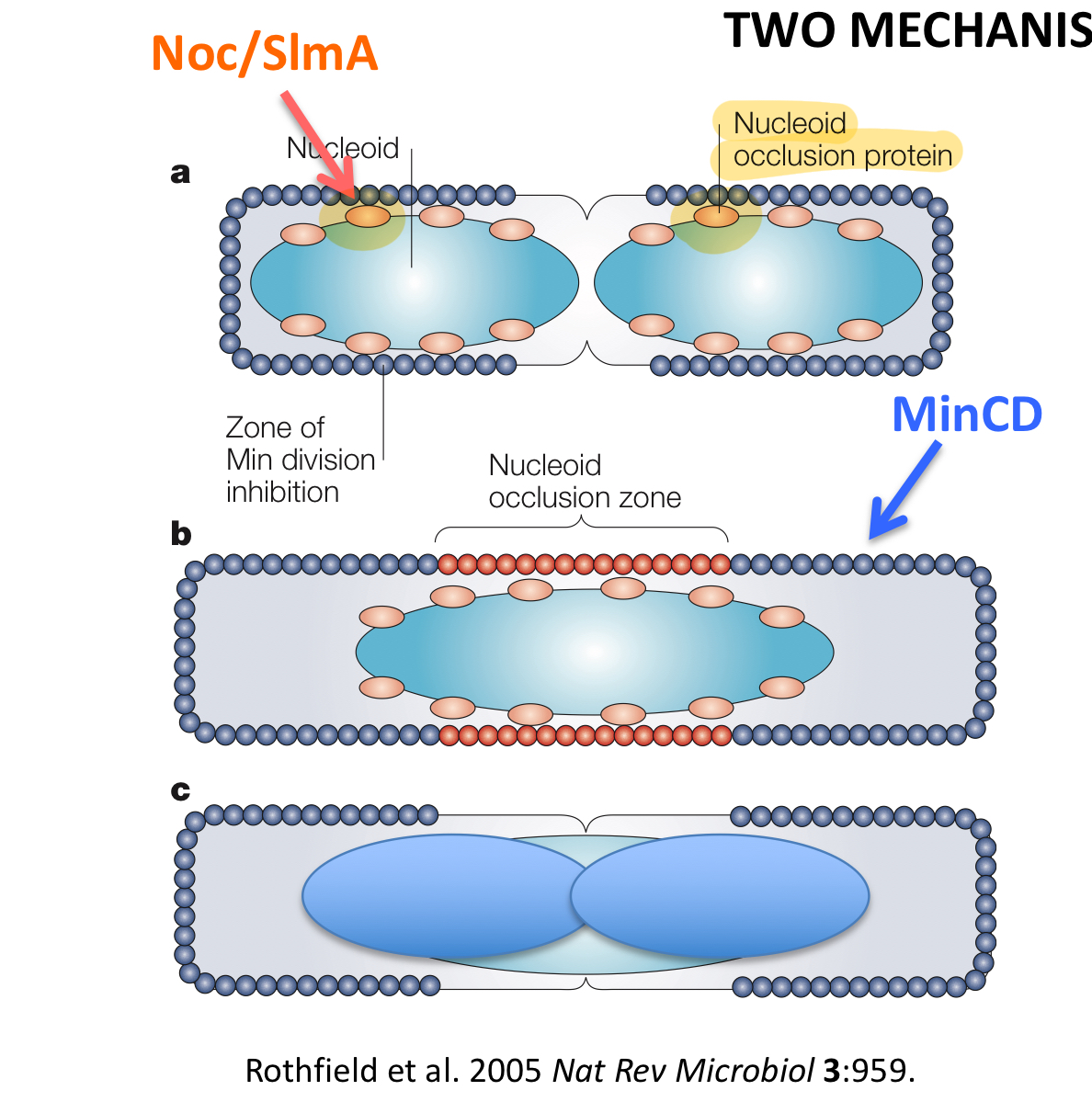 <p>Nucleoid occlusion proteins bind DNA + prevent FtsZ division ring/septum</p><ul><li><p><strong>Prevents cell division from cutting chromosome in half before DNA is finished replicating</strong></p></li></ul><p></p>