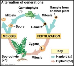 Diploid, or spore-producing, phase of a plant or certain algae. Makes haploid spores by meiosis.