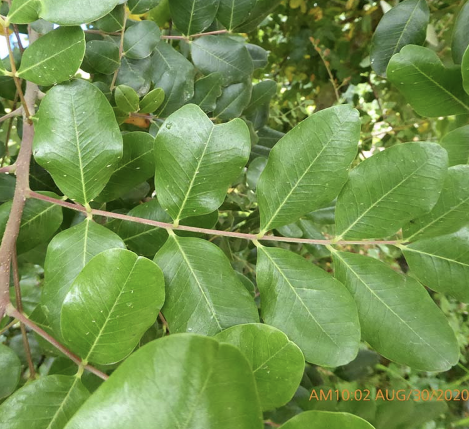 <p><em>Ceratonia siliqua</em><span>&nbsp;</span></p>