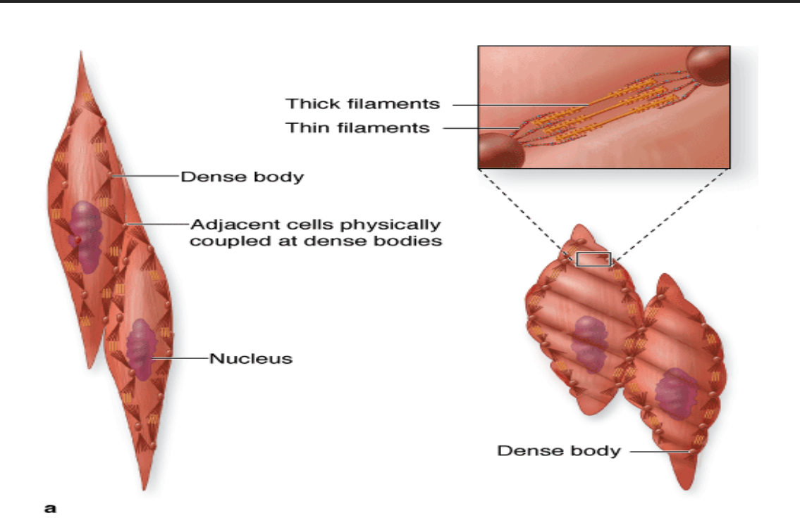 <p>Các TB cơ trơn hình thoi có đúng 1 nhân.Có các thể đặc(cấu trúc nhỏ, hình thoi, đậm màu, nằm sát màng sinh chất)→chứa sợi a-actinin(khác actin) giúp giữa actin tương tự vạch Z</p><p>Các TB cơ trơn tạo thành bó rồi các bó xếp lớp.Giữa các sợi cơ có nhiều mô lk, máu, bạch huyết</p><p>Có hệ calmodulin với vai trò tương tự troponin cần Ca<sup>2+</sup> để kích thích.Nó còn hoạt hóa myosin tạo bó(bên cơ vân với cơ trơn thì có bó sẵn)</p>