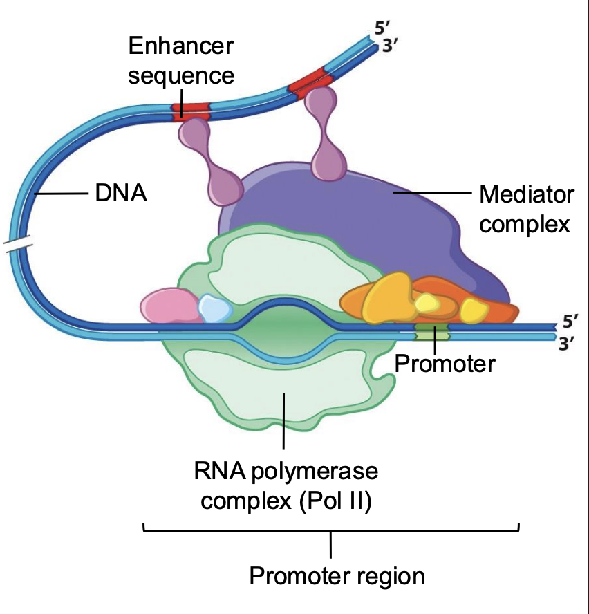 <ul><li><p><span style="background-color: inherit; line-height: 19.55px; color: windowtext;"><span>RNP II important for transcription and protein production</span></span><span style="line-height: 19.55px; color: windowtext;"><span> </span></span></p></li><li><p class="Paragraph SCXO193826560 BCX0" style="text-align: left;"><span style="background-color: inherit; line-height: 19.55px; color: windowtext;"><span>Cover image</span></span><span style="line-height: 19.55px; color: windowtext;"><span> </span></span></p><ul><li><p class="Paragraph SCXO193826560 BCX0" style="text-align: left;"><span style="background-color: inherit; line-height: 19.55px; color: windowtext;"><span>How RNP works in body to make RNA</span></span><span style="line-height: 19.55px; color: windowtext;"><span> </span></span></p></li></ul></li><li><p class="Paragraph SCXO193826560 BCX0" style="text-align: left;"><span style="background-color: inherit; line-height: 19.55px; color: windowtext;"><span>RNP II needs to bind directly to DNA template to make RNA</span></span><span style="line-height: 19.55px; color: windowtext;"><span> </span></span></p></li></ul><p></p>