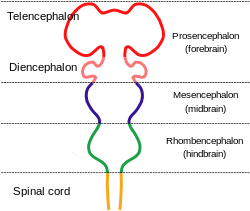 <p>Prosencephalon</p>