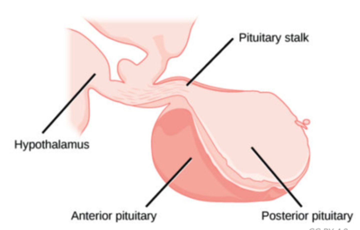<p>anterior pituitary</p>