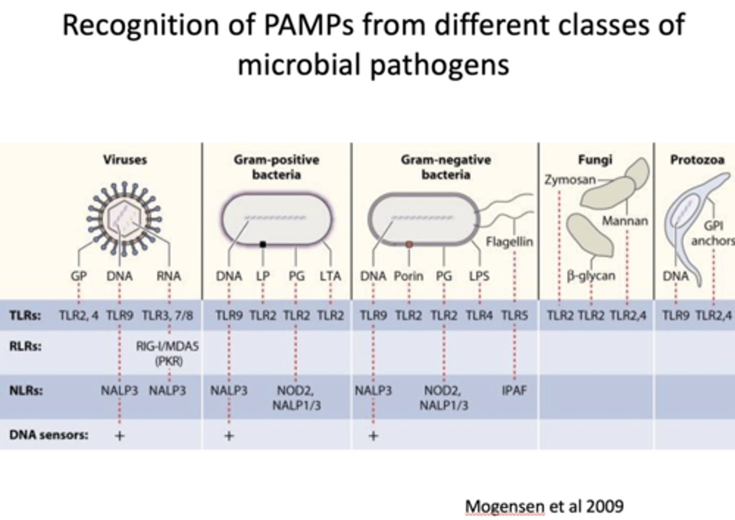 <p>microbes (bacteria, viruses, fungi, etc) that can cause disease</p>