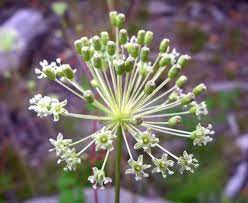 Indeterminate simple inflorescence

No rachis

Pedicels attach at one point

Oldest flowers are on the outside