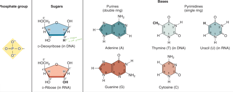 <ul><li><p>Pyrimidines: thymine, cytosine, uracil (RNA). </p></li><li><p>Purine: adenine, guanine. </p></li></ul><p></p>