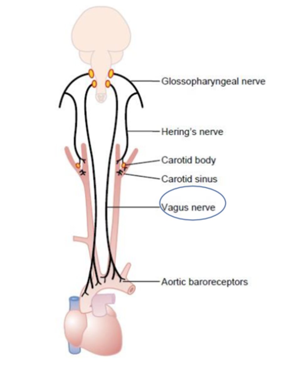 <p>- Pharynx</p><p>- Meninges</p><p>- External auditory meatus</p>