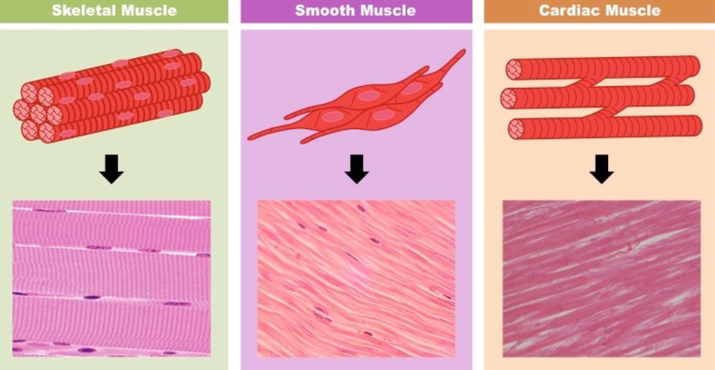 <p>responsible for 3 types of body movements:</p><ul><li><p>Skeletal Muscle → when muscles contract, they pull on bones or skin, causing movement</p><ul><li><p>ex: your arm moves when your bicep muscle contracts</p></li><li><p>Long/cylindrical + straight/parallel cells</p></li><li><p>HAS striation (stripes)</p></li><li><p>(MULTIPLE nucleus)</p></li></ul></li><li><p>Smooth Muscle →&nbsp;helps move things inside your body that you CANNOT control (digestive, urinary tracts, and uterus)</p><ul><li><p>ex: blood vessels are lined with smooth muscle, which help move blood by squeezing and relaxing the blood vessels</p></li><li><p>cells are packed together + tapered at the ends</p></li><li><p>NO stripes</p></li><li><p>(1 nucleus)</p></li></ul></li><li><p>Cardiac Muscle →&nbsp;ONLY FOUND in the heart + forms the walls of your heart</p><ul><li><p>contracts and relaxes to push blood out of the heart and into the arteries</p></li><li><p>BRANCHING structure</p></li><li><p>HAS stripes</p></li><li><p>(1 nucleus)</p></li></ul></li></ul><p></p>