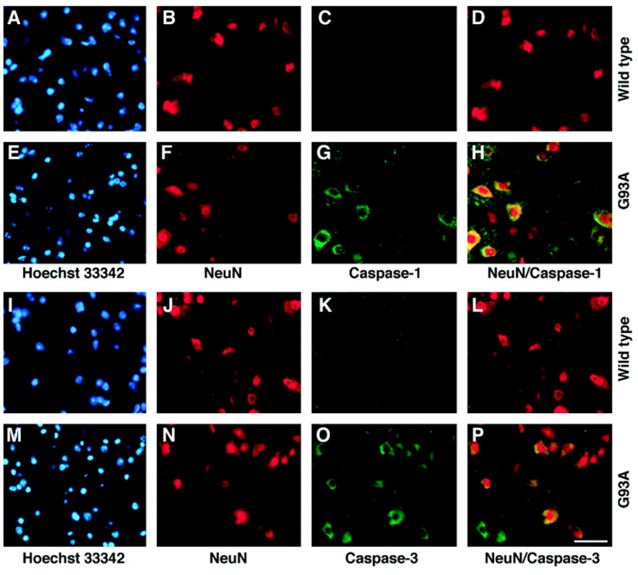 <ul><li><p>MND mouse models = SOD1 mutation linked to motor neuron death</p></li><li><p>increased levels of caspase-1 (initiator) &amp; caspase-3 (executioner) found in spinal MN of human ALS patients</p></li></ul><p></p>