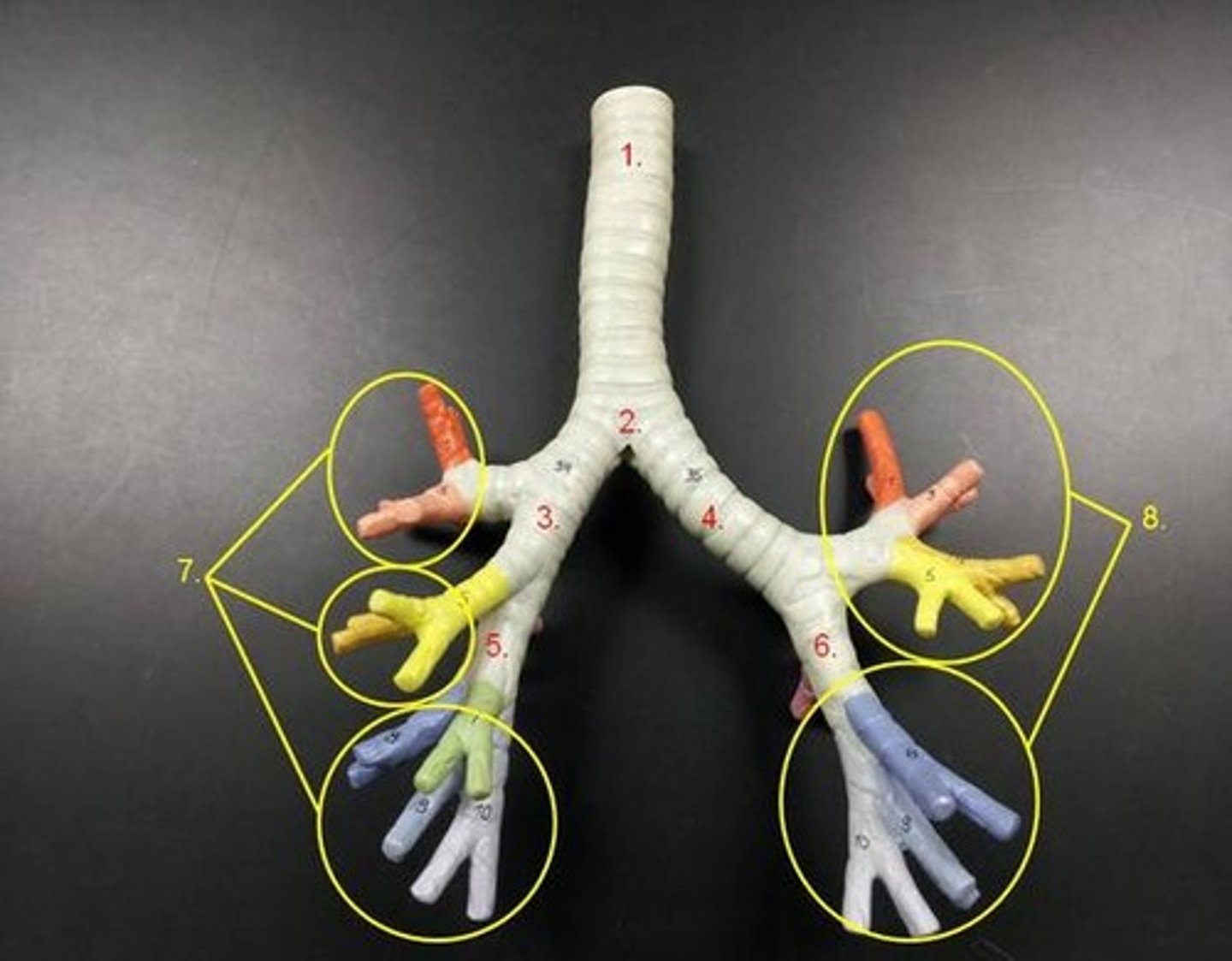 <p>branches of the secondary bronchi that divide into bronchioles; also called segmental bronchi</p>