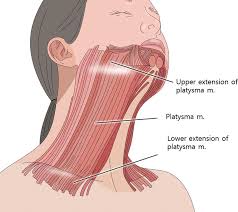 <p>Depresses the lower lip, located in the neck and lower face; functions to depress the lower lip and tense the skin of the neck.</p>