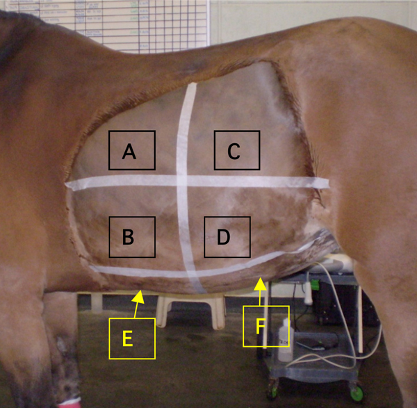 <p>Left Middle Third Window</p><p>Normally - the spleen and small intestine</p>