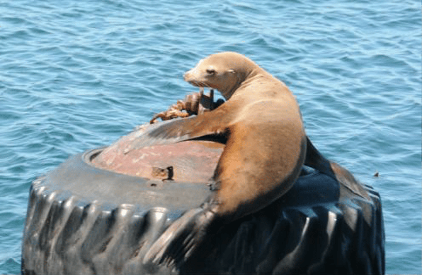 <p>Identify the species shown:</p>