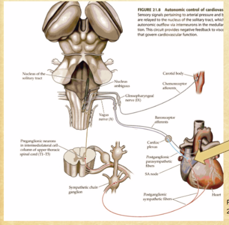 <p>HR: increase (sym) or decreases (para)</p>