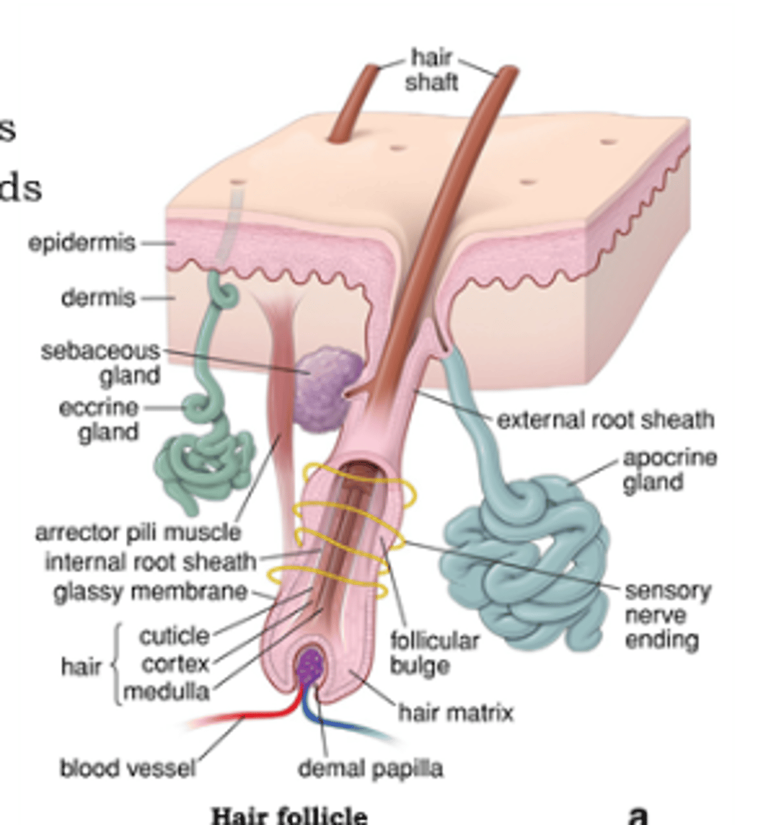 <p>1. consist of hair follicles, sweat glands, sebaceous glands</p><p>2. start deep in epidermis and extend outwards</p><p>3. surrounded by epidermal cells and a rich network of capillaries</p><p>4. are the centre of regeneration of epidermis</p>