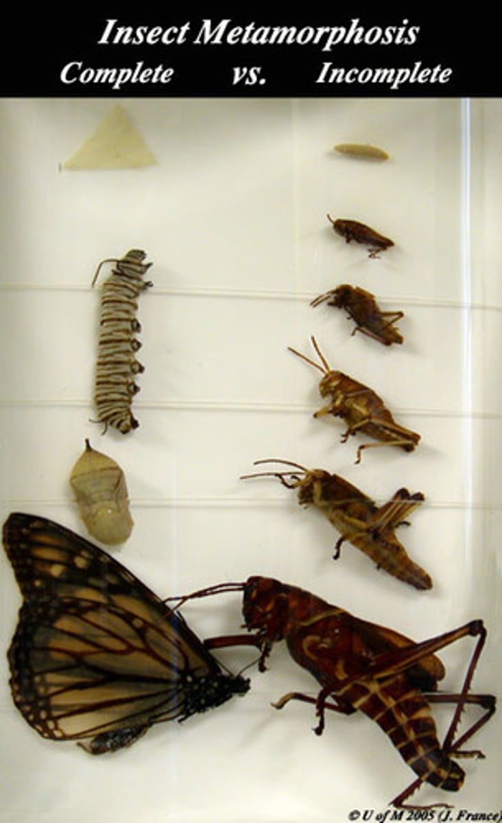 <p>Complete metamorphosis</p><p>• Immature form (larvae) don't typically resemble adult</p><p>• Go through pupal stage</p><p>Incomplete metamorphosis</p><p>• Immature form (nymph) typically resembles adult</p><p>• No pupal stage</p>
