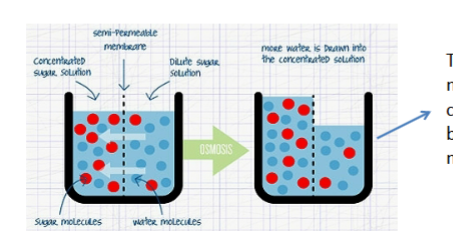 <p><span style="color: #0c0a0a">Having enough water is important for any cell.</span></p><p><span style="color: #0c0a0a"><br></span><span style="color: #0c0a0a">Bacteria maintain <strong>relatively high cytoplasmic solute</strong></span><span style="color: #0c0a0a"><strong><br></strong></span><span style="color: #0c0a0a"><strong>concentrations </strong>which promotes the <strong>inward diffusion of water</strong></span><span style="color: #0c0a0a"><strong><br></strong></span><span style="color: #0c0a0a"><strong>into the cell by osmosis.</strong></span><span style="color: #0c0a0a"><br></span><span style="color: #0c0a0a"><mark data-color="#b9f9ab" style="background-color: #b9f9ab; color: inherit">Osmosis is the movement of water across a semi-permeable</mark></span><span style="color: #0c0a0a"><mark data-color="#b9f9ab" style="background-color: #b9f9ab; color: inherit"><br></mark></span><span style="color: #0c0a0a"><mark data-color="#b9f9ab" style="background-color: #b9f9ab; color: inherit">membrane,</mark> and it occurs as a result of the different solute</span><span style="color: #0c0a0a"><br></span><span style="color: #0c0a0a">concentrations on either side of this membrane.</span></p><p><span style="color: #0c0a0a"><br></span><span style="color: #0c0a0a"><strong>The result is a more equal solute</strong></span><span style="color: #0c0a0a"><br></span><span style="color: #0c0a0a"><strong>concentration</strong> on both sides of the</span><span style="color: #0c0a0a"><br></span><span style="color: #0c0a0a">membrane</span></p><p><span style="color: #0c0a0a"><br></span></p>
