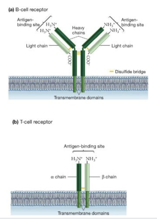 <ul><li><p>SIMILAR IN STRUCTURE TO “ARMS” OF ANTIBODIES AND BCRS</p></li></ul><p></p>