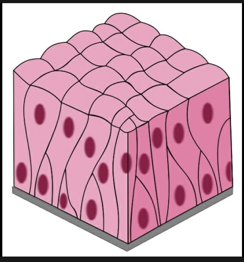 <p>Surface cells are columnar, cells underneath vary in size and shape.</p>