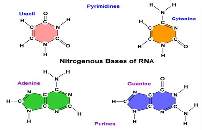 <p>bases: adenine, guanine, cytosine and uracil instead of thymine</p>