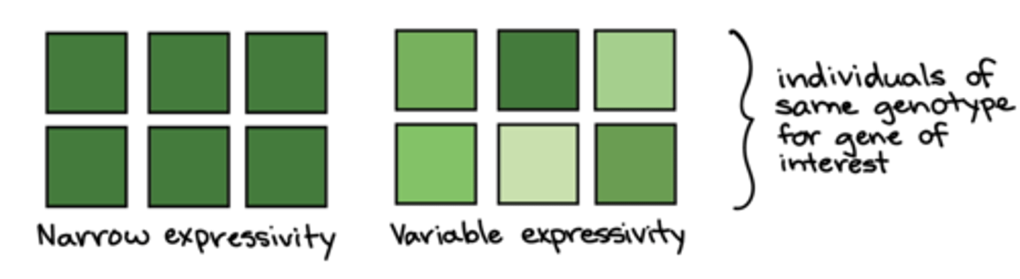 <p>variable expressivity</p>