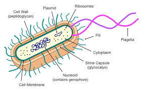 <p>The general size of a prokaryotic cell is about 1-2 um.<br>•Note the absence of membrane bound organelles<br>•There is no true nucleus with a nuclear membrane<br>•The ribosome's are smaller than eukaryotic cells<br>•The slime capsule is used as a means of attachment to a surface<br>•Only flagellate bacteria have the flagellum<br>•Plasmids are very small circular pieces of DNA that maybe transferred from one bacteria to another.</p>