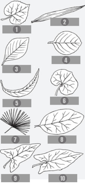 <p>10</p>