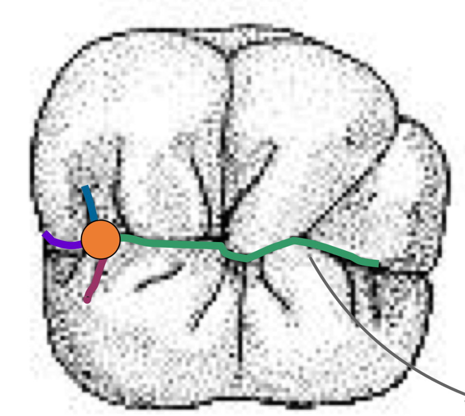 <p>Name the tooth and hi-lighted portions</p>