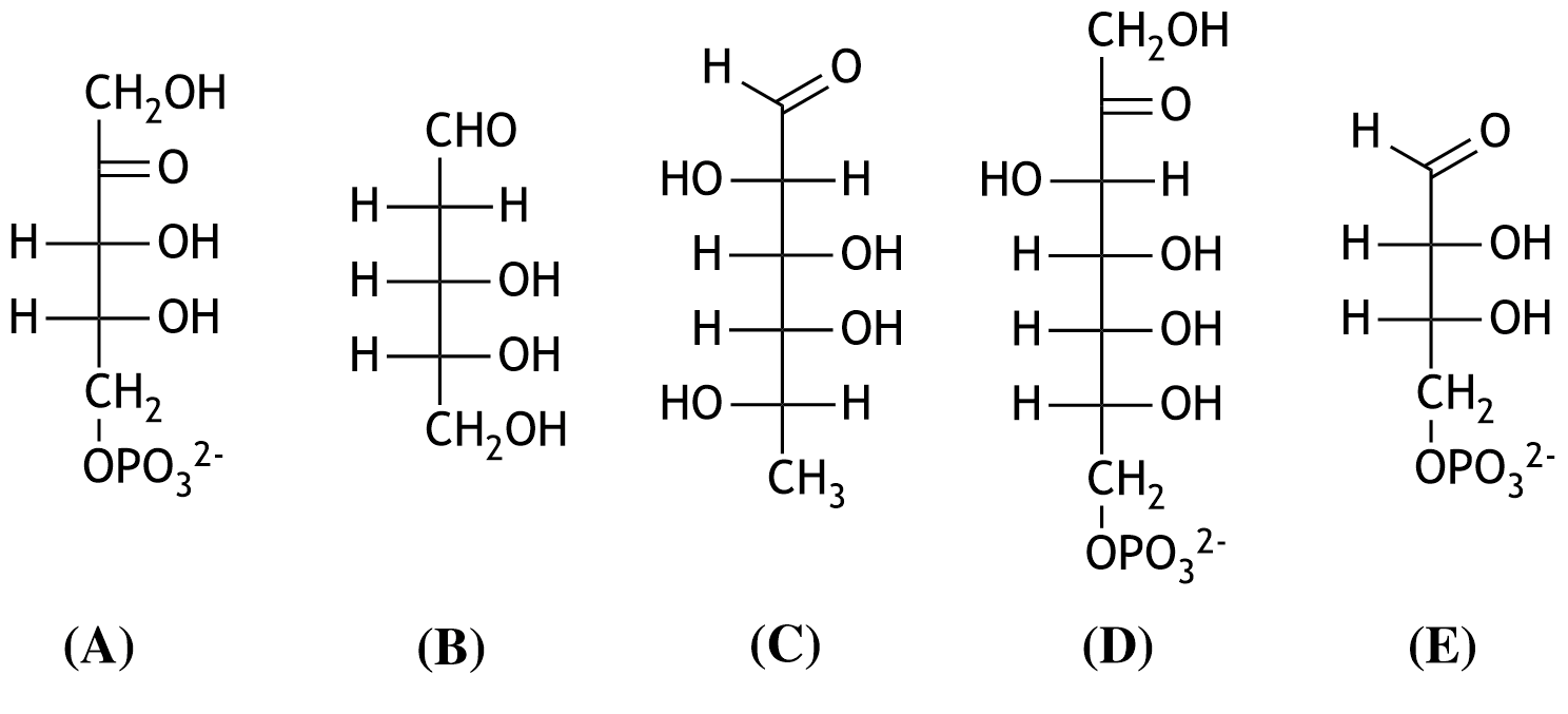 <p>28. Stereoisomers of monosaccharides can occur in either D- or L-configuration.</p><p>Which of the shown monosaccharides (A–E) is in the L-configuration?</p><p>A. (A)</p><p>B. (B)</p><p>C. (C)</p><p>D. (D)</p><p>E. (E)</p>