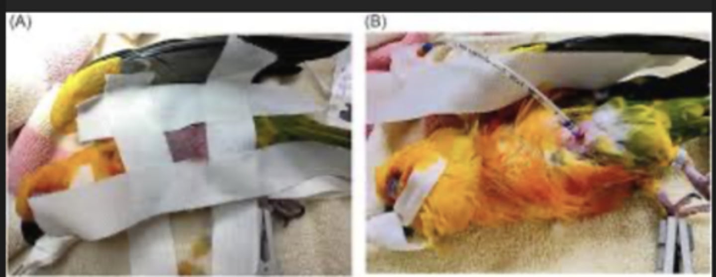 <p>ET tubes, </p><ul><li><p><span><span>Can use iv catheter -> may get secretions stuck in them tho</span></span></p></li></ul><p>masks. </p><p>DO NOT use cuffed tubes. </p><ul><li><p>Closed rigns in trachea so esp important no cuff -> necrosis of mucosa of tracha if cuff-> stenosis</p></li></ul><p>caudal air sac ventilation (O2 and iso) cannot use if cutting into coelomic cavity, but bypasses neck and secretions</p><p></p>