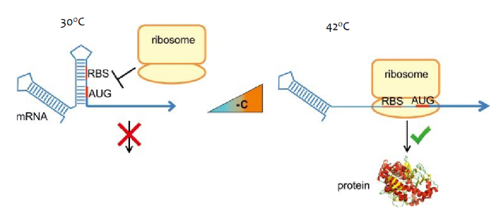 <p>mRNAs in bacteria that produce proteins to protect the bacteria from higher temp are riboswitches with two stem loops. The second stem loop denatures at higher temperatures allowing the ribosome to bind and the protein to be made.</p>