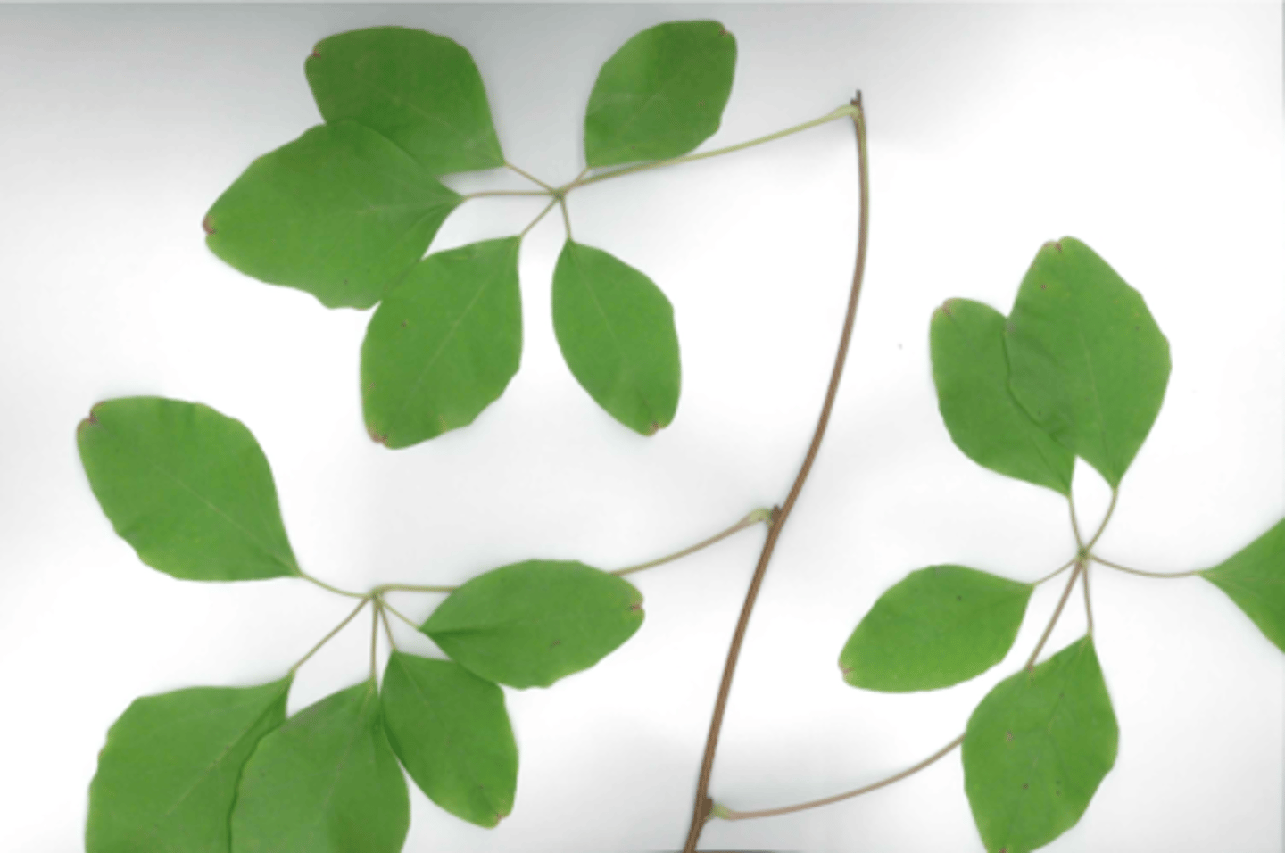 <p>5 palmately compound leaf</p>