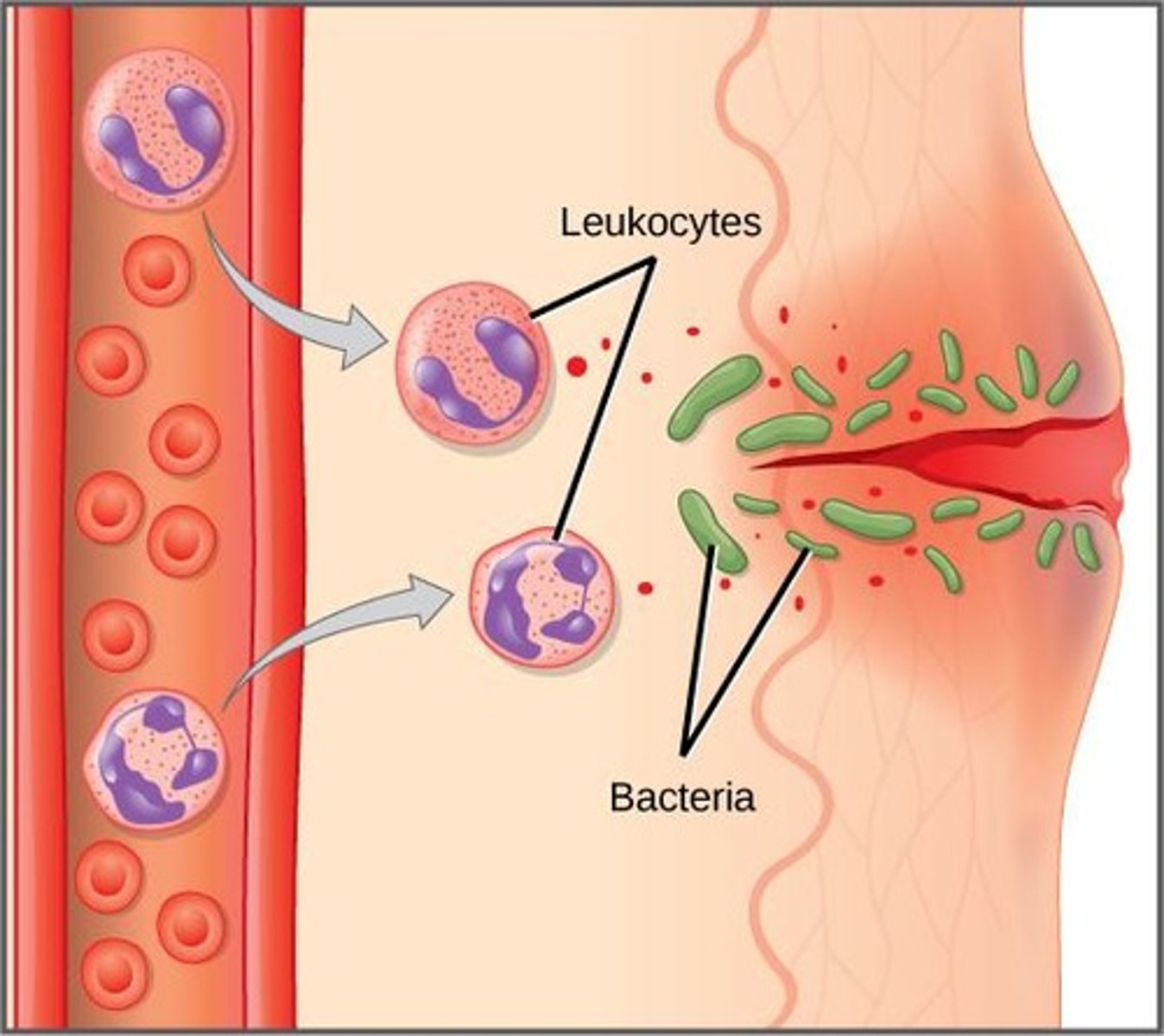 <p>Lymph is a watery fluid that travels through lymph vessels and contains white blood cells; it helps detect foreign substances.</p>