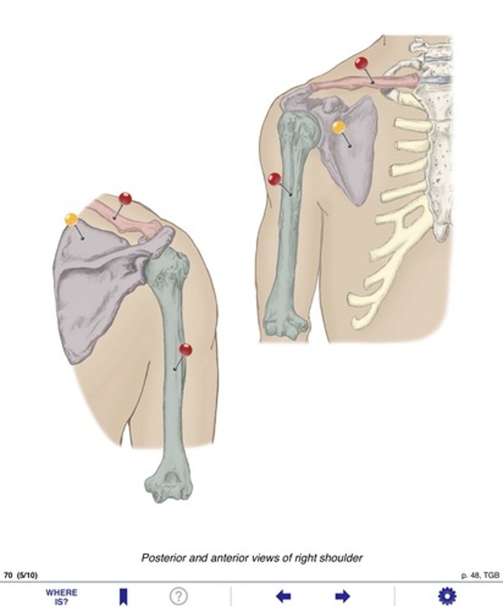 <p>Name the bone at the yellow pin</p>