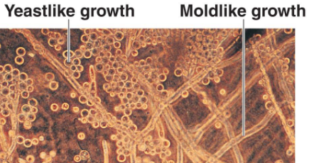 <p>The ability of certain fungi to switch b/w two distinct morphologies: unicellular yeast form &amp; multicellular filamentous form </p>