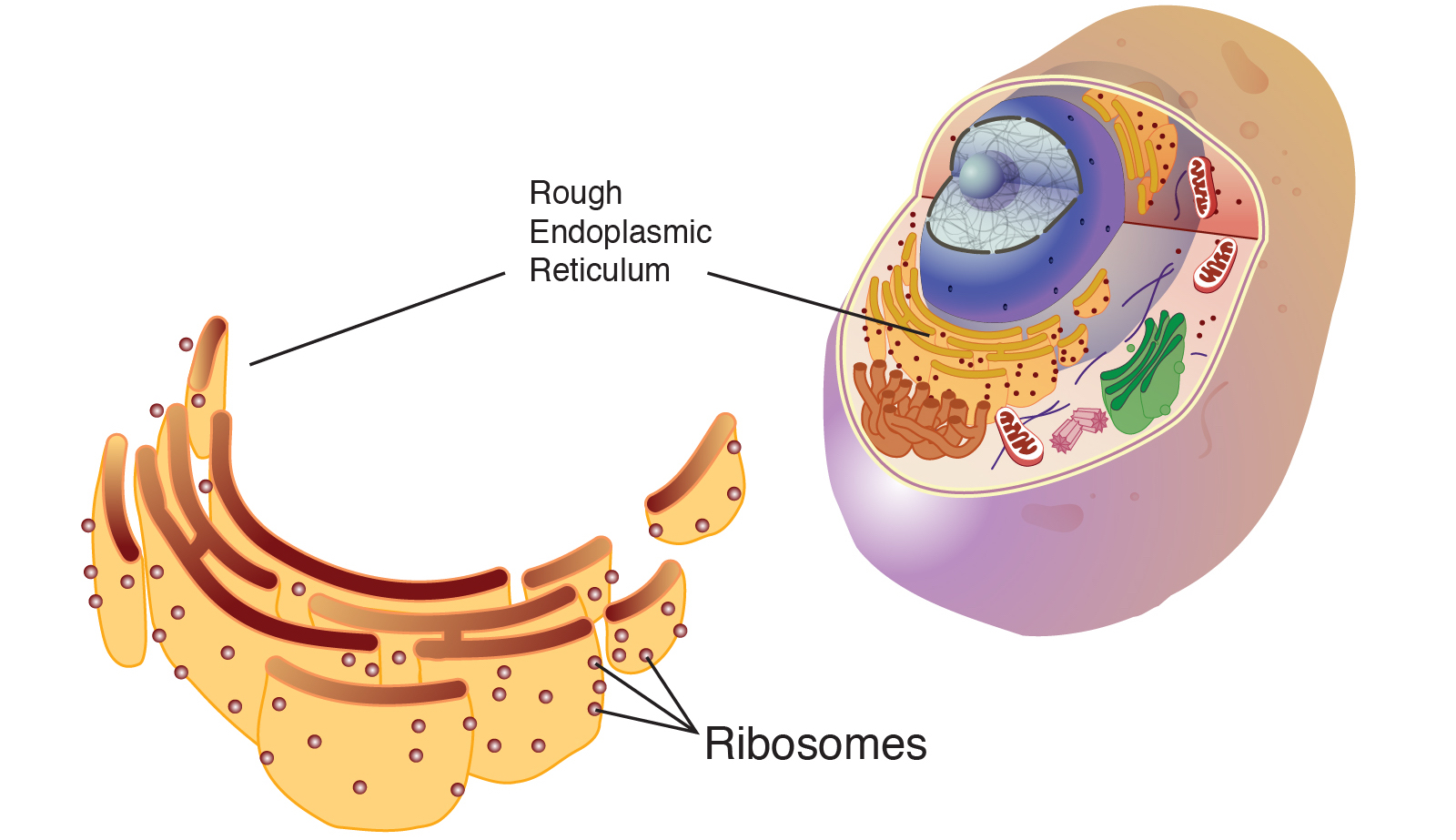 <p>Make protein (animal, plant, bacteria)</p>