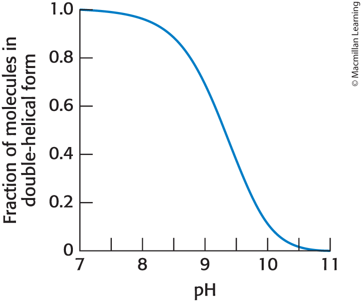 <ul><li><p><span>As base is added to a solution of double helical DNA, the helix is disrupted or denatured.</span></p></li></ul><p></p>