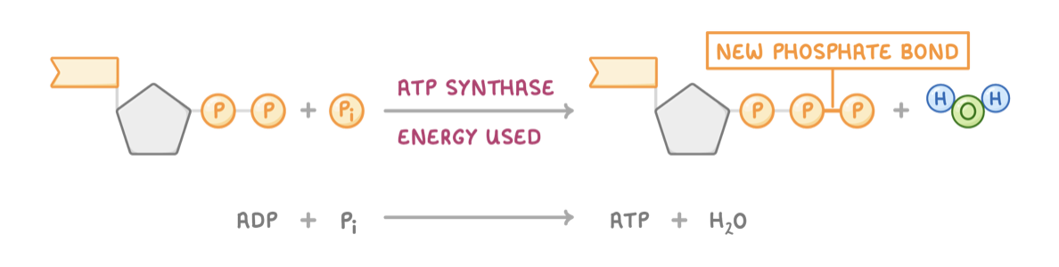 <p><span>When a phosphate group and ADP join, a water molecule is released. This reaction is catalysed by the enzyme ATP synthase. This process requires energy and traps chemical energy in the bond.&nbsp;</span></p>