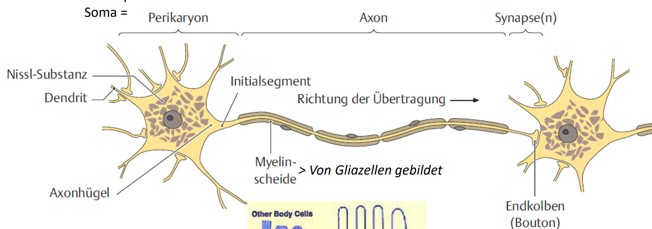 Richtung der Übertragung = Polarität