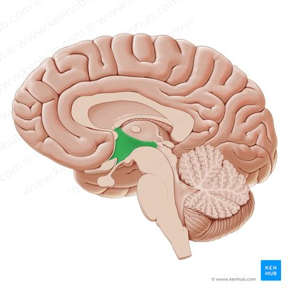 <p>Hypothalamus</p>