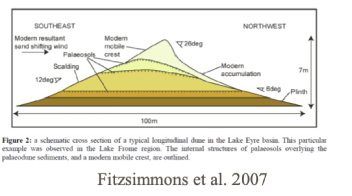 Linear dunes are often asymmetric due to the differences in the strength of the 2 wind fields’ 

wind direction from S in winter and NW in summer= get a net vector of direction. Dominant wind from, more of a push from the NW side,

Inside the dune, the zone on top that’s active, crest will lean in the direction of the net wind and will move seasonally.

Trace linear dune back to the source

  

Temp rivers, get flushes of sediment, from the edges of the rivers, the dunes are developed 

      
