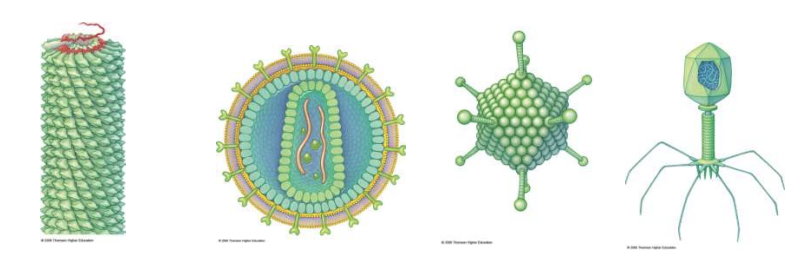 <ul><li><p>Common definition of virus</p></li><li><p>“Virus” acc to Louis Pasteur means</p></li></ul><p></p>