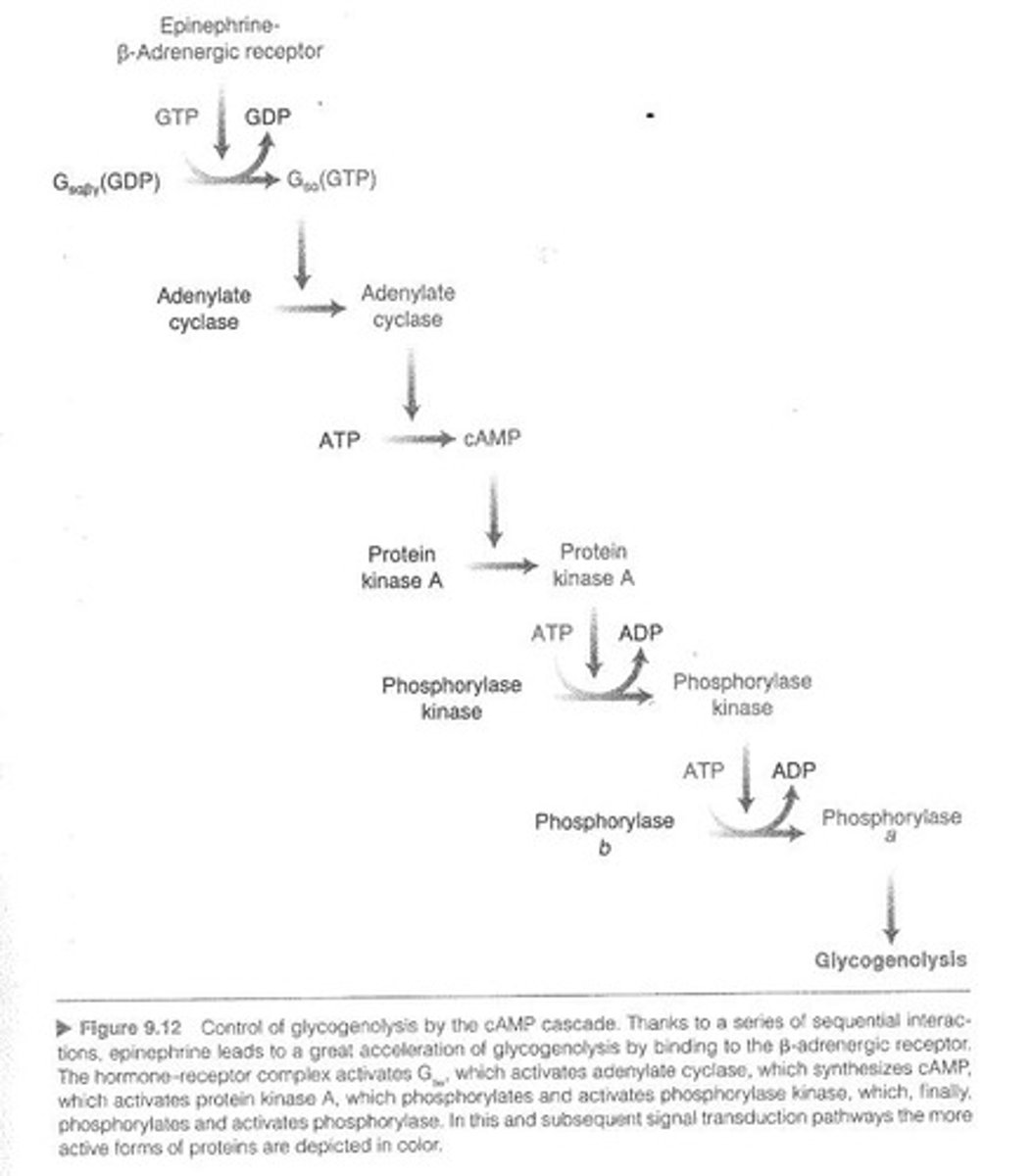 <p>Hormonal signaling pathway activating phosphorylase.</p>