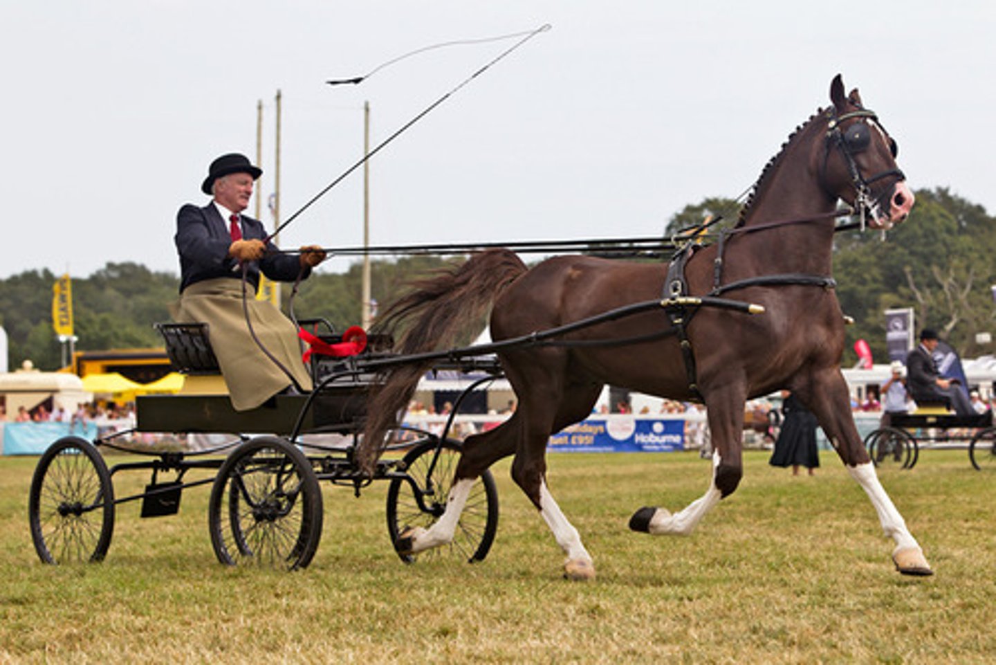 <p>Rich farmers owned these bay horses with their elegant head carriage and high stepping knees as they pulled carriages.</p>